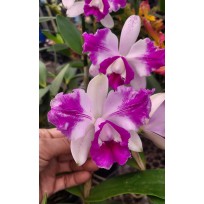 Cattleya Intermédia Aquini Flâmea - AD