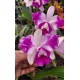 Cattleya Intermédia Aquini Flâmea - AD