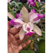 Cattleya Intermedia Pintadinha