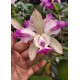 Cattleya Intermedia Pintadinha
