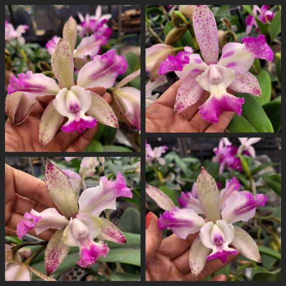 Cattleya Intermedia Pintadinha