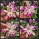 Cattleya Intermedia Pintadinha