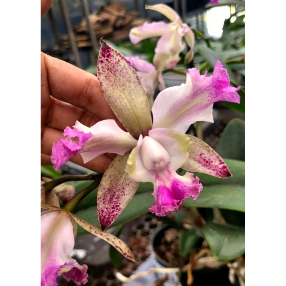 Cattleya Intermedia Pintadinha