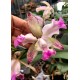 Cattleya Intermedia Pintadinha