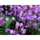 Dendrobium Kingianum Rosa - Época de Floração