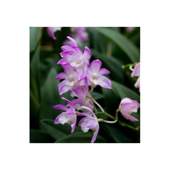 Dendrobium Kingianum Rosa - Época de Floração