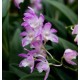 Dendrobium Kingianum Rosa - Época de Floração