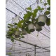 Hoya Australis (Perfumada)