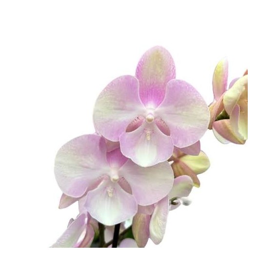 Phalaenopsis Venetian Carnaval - Com Haste Floral