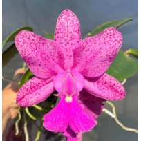 Cattleya Walkeriana x Aclandiae  - AD