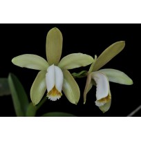 Cattleya Forbesii Alba - muda
