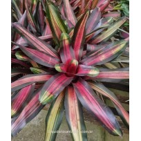 Neoregelia Dynamite