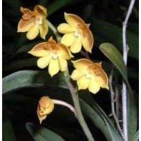 Polystachia Pubescens -  Haste Floral
