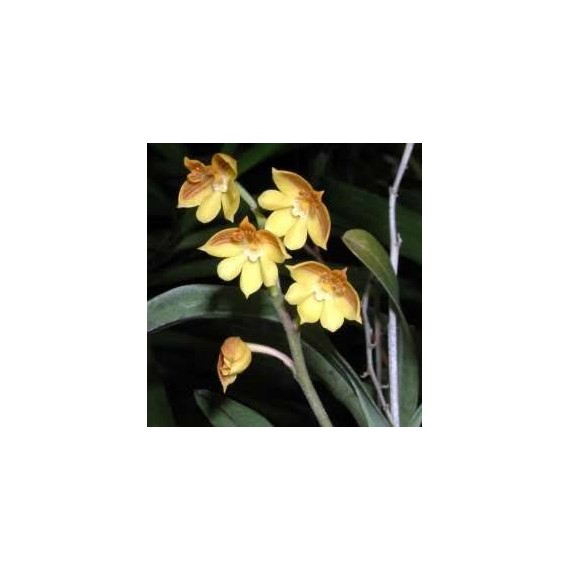 Polystachia Pubescens -  Haste Floral