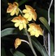Polystachia Pubescens -  Haste Floral