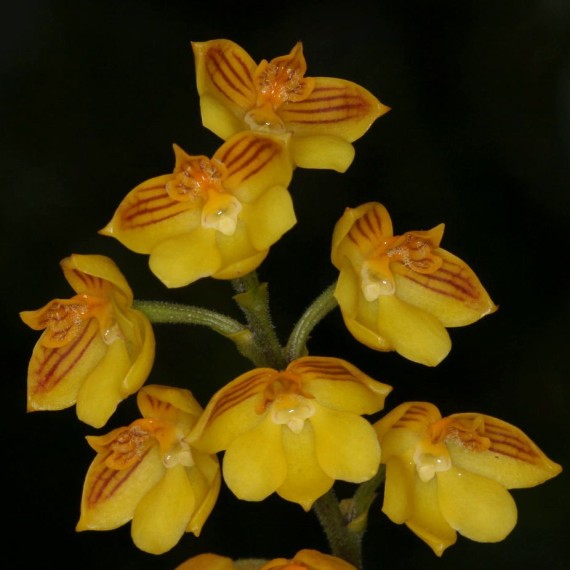 Polystachia Pubescens -  Haste Floral