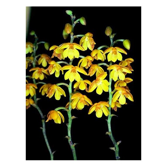 Polystachia Pubescens -  Haste Floral