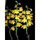 Polystachia Pubescens -  Haste Floral