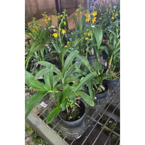 Polystachia Pubescens -  Haste Floral