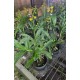 Polystachia Pubescens -  Haste Floral