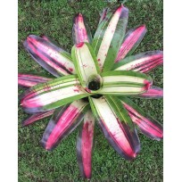Neoregelia Big Booper