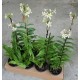 Epidendrum Ibaguensi Albo  - AD
