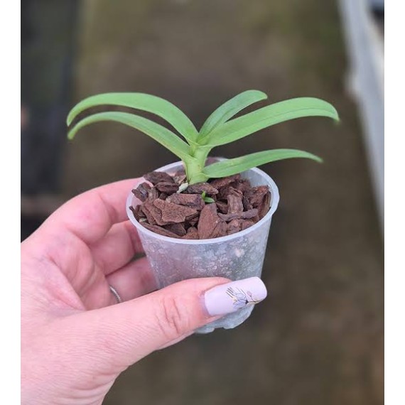 Sarcochilus Kulnura Opus x Taser Orange - Muda