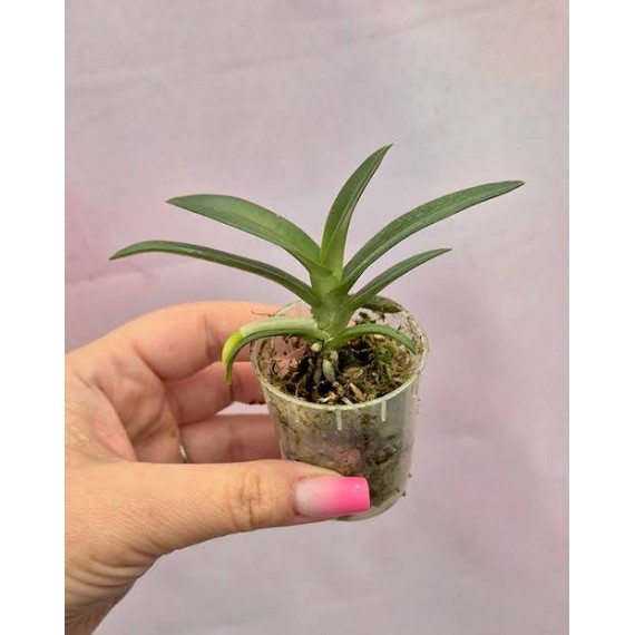Sarcochilus Kulnura Opus x Taser Orange - Muda