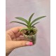 Sarcochilus Kulnura Opus x Taser Orange - Muda