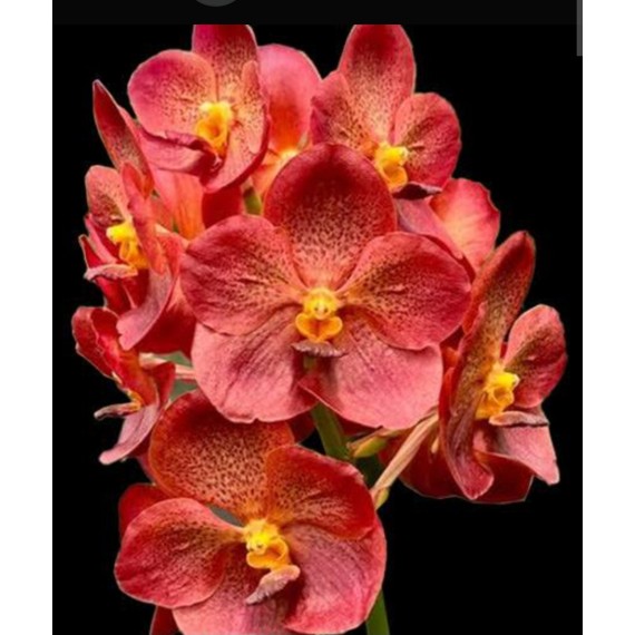 Vanda Pedro Bonetti - Muda no Cachepô
