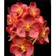 Vanda Pedro Bonetti - Muda no Cachepô