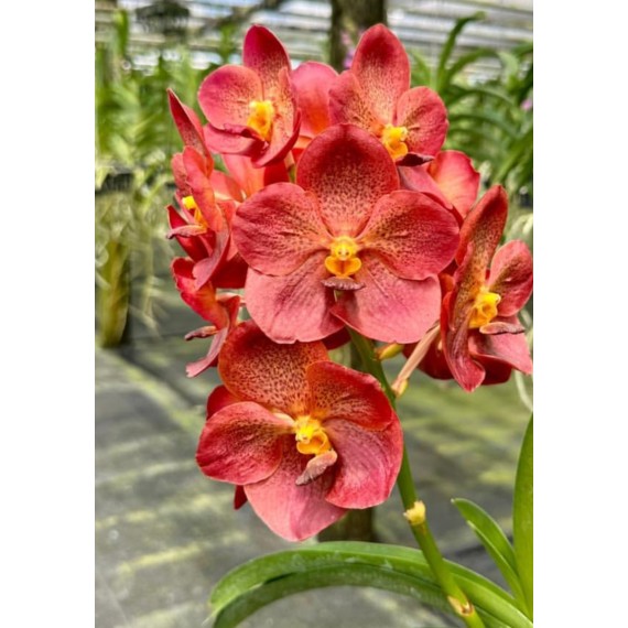 Vanda Pedro Bonetti - Muda no Cachepô