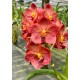 Vanda Pedro Bonetti - Muda no Cachepô