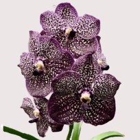 Vanda Kulwadee Fragance Black - Muda no Cachepô