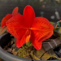 Sophronitis  "Grandeflora" no Toco- AD