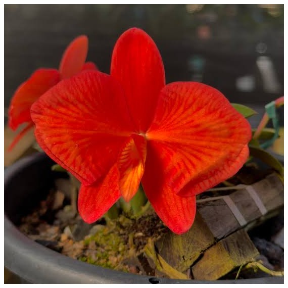 Sophronitis  "Grandeflora" no Toco- AD
