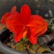 Sophronitis  "Grandeflora" no Toco- AD