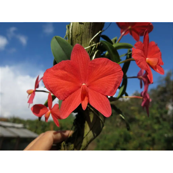 Sophronitis  "Grandeflora" no Toco- AD