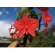 Sophronitis  "Grandeflora" no Toco- AD