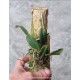 Sophronitis  "Grandeflora" no Toco- AD