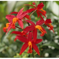 Lc. Koolau Seagalus Volcano Queen - AD