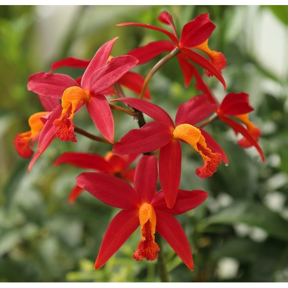Lc. Koolau Seagalus Volcano Queen - AD