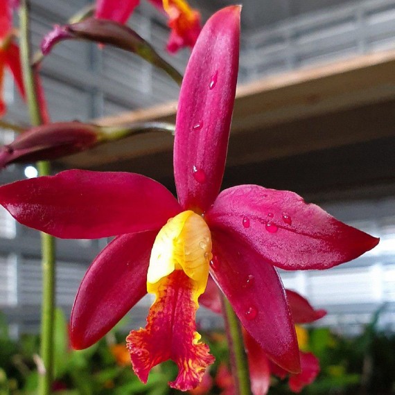 Lc. Koolau Seagalus Volcano Queen - AD