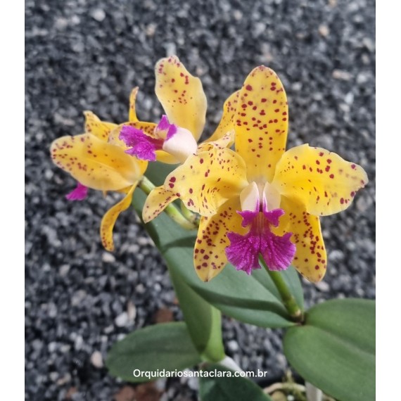 Cattleya Amethystoglossa Aurea Princesinha x...