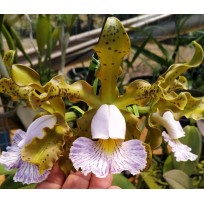 Cattleya Schilleriana Coerulea - AD