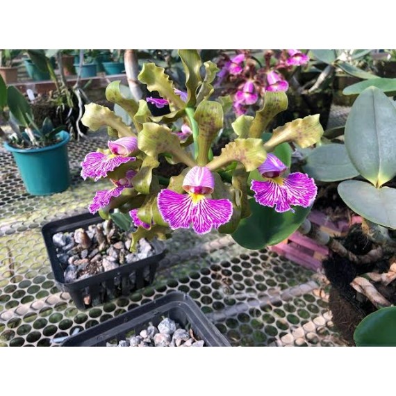 Cattleya Schilleriana Semi Alba - AD
