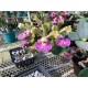 Cattleya Schilleriana Semi Alba - AD