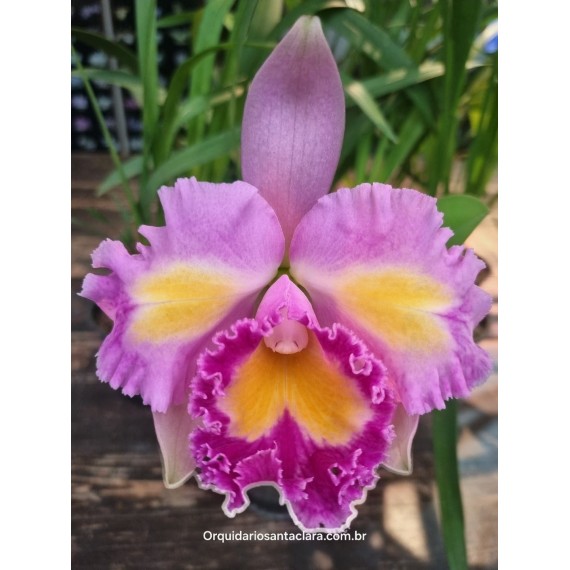 Blc Nobiles Ornament Felicidade - AD
