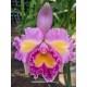 Blc Nobiles Ornament Felicidade - AD