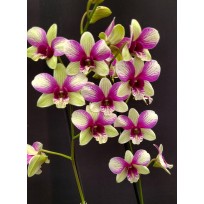 Dendrobium Aprichart Romance - AD